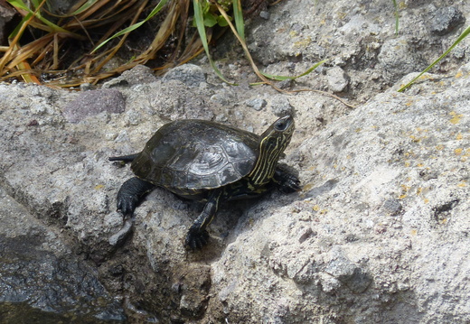 Tortues
