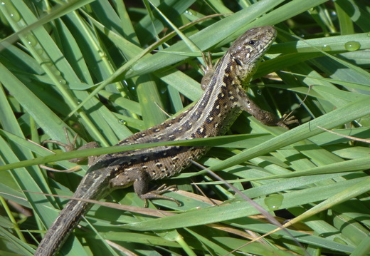 Lézard des souches