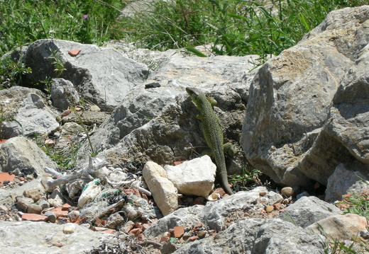Lézard ocelé