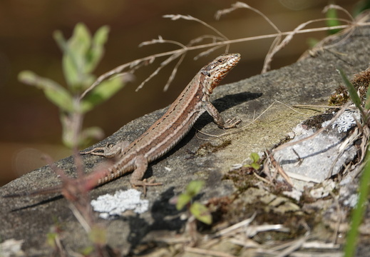 Lézard des murailles