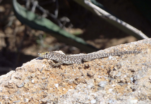Lézard hispanique