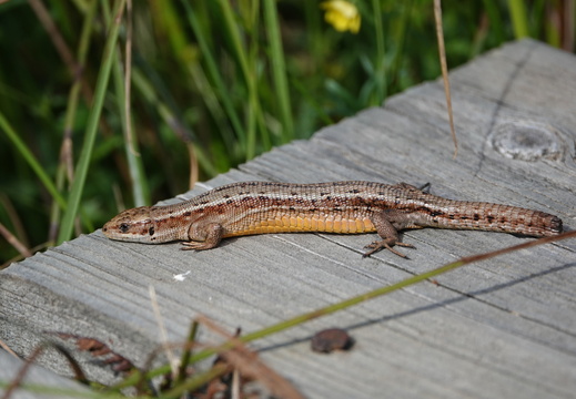 Lézard vivipare