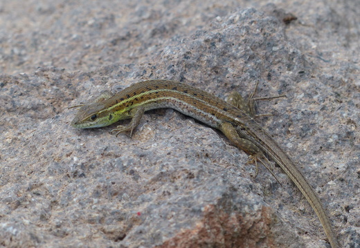Ophisops élégant