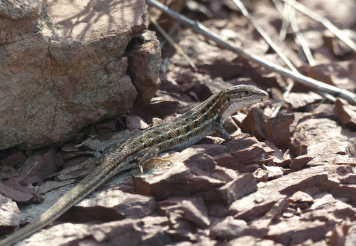 Lézards