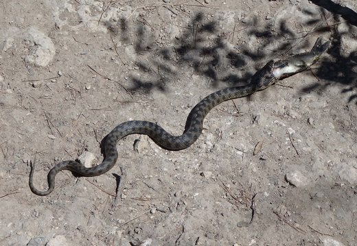 Serpents