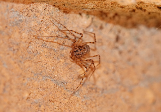 Scytodes thoracica 002 DSC09774