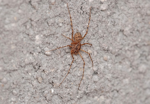 Scytodes thoracica 003 DSC02577