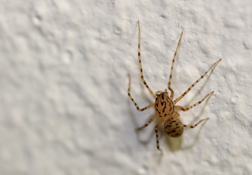 Scytodes thoracica 004 1Q2A4168