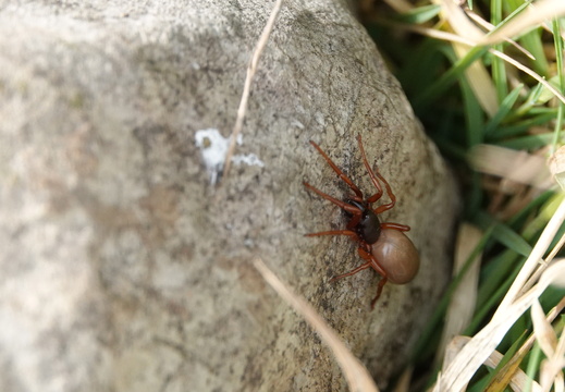Dysdera sp 001 DSC01832