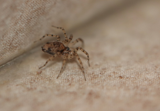 Oecobius sp 003 DSC07908