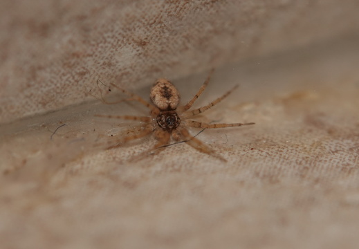 Oecobius sp 004 DSC07913