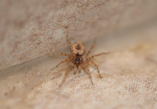 Oecobius sp 001 DSC07893