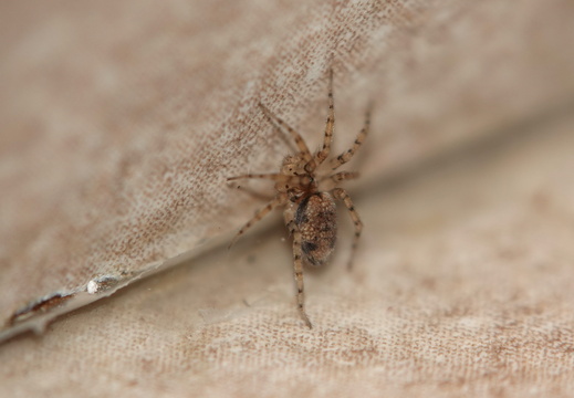 Oecobius sp 002 DSC07902