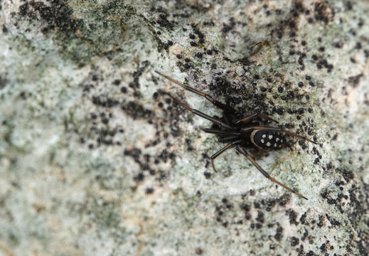 Theridiidae