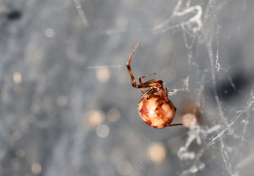 Steatoda triangulosa