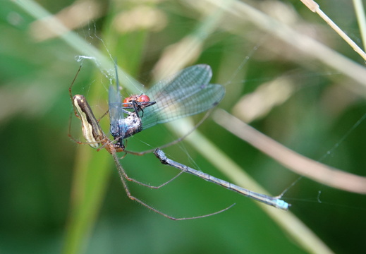 Tetragnatha sp 003 DSC03044