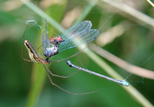 Tetragnatha sp 004 DSC03052