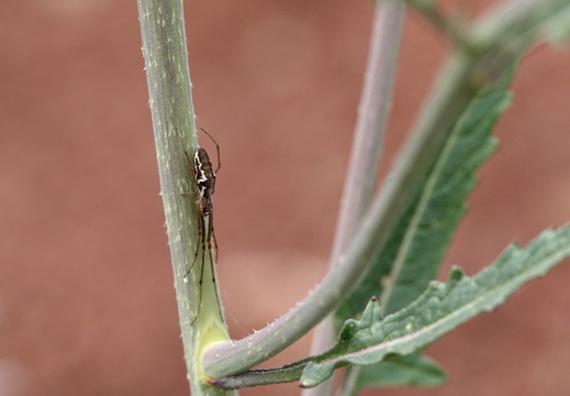 Tetragnatha sp 001 DSC00656