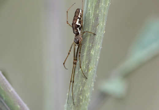 Thetragnatha sp.