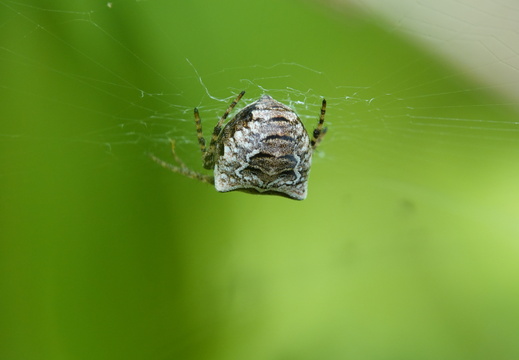 Gibbaranea bituberculata