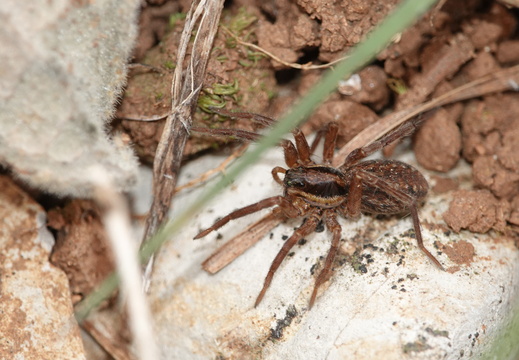 Pardosa sp.