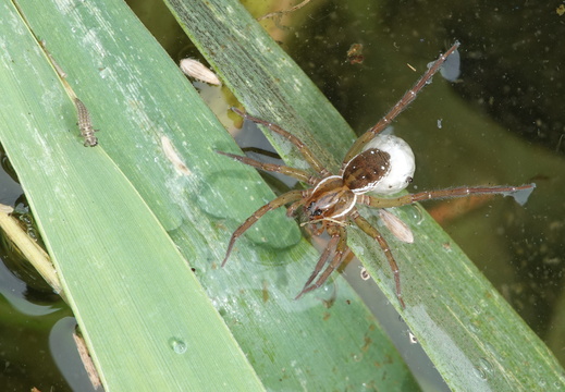Pirata sp.
