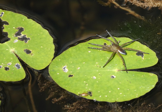 Dolomedes sp.