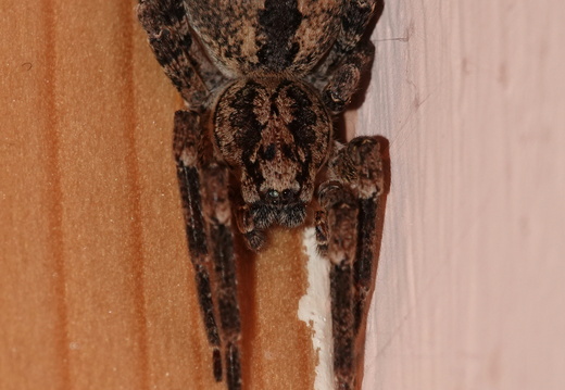 Zoropsis spinimana 003 DSC07506