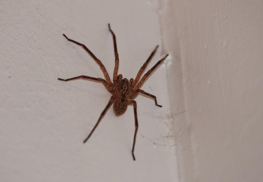 Zoropsis spinimana