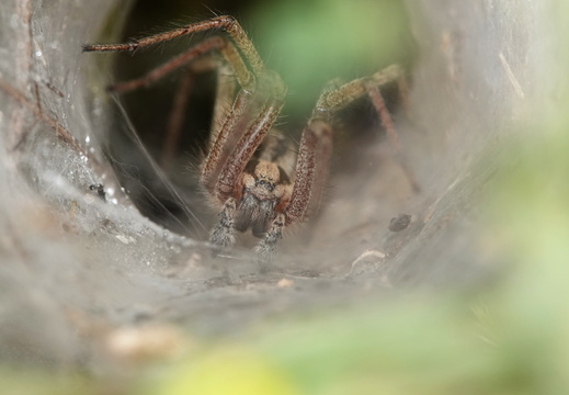 Agelenidae
