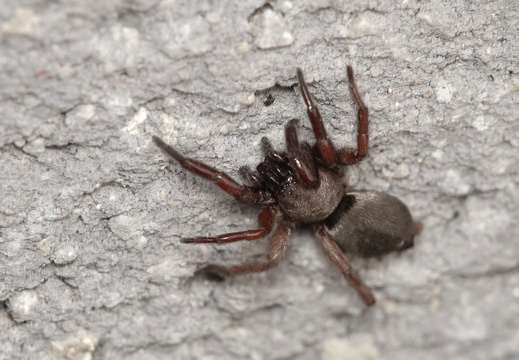 Gnaphosidae sp.