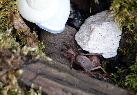 Drassodes sp.
