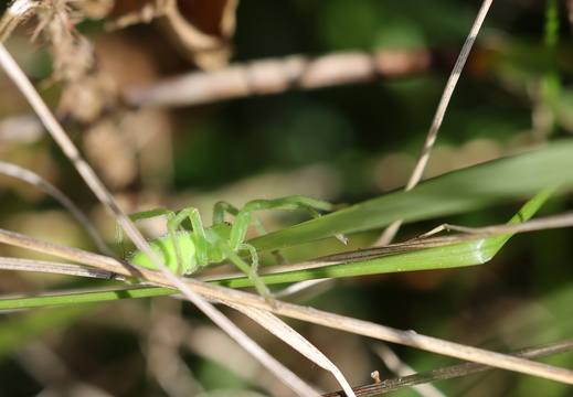 Micrommata virescens