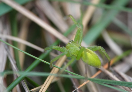Sparassidae