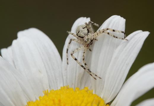 Philodromus margaritatus