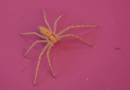 Philodromus rufus / albinus