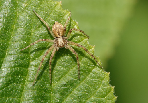 Philodromus sp.