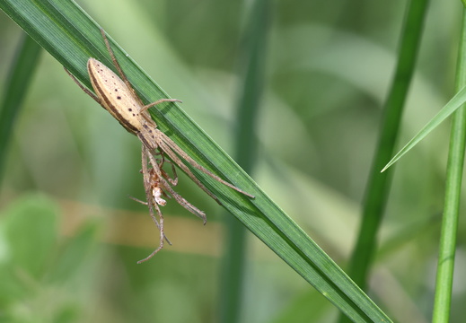 Philodromidae