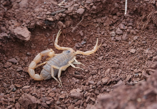 Buthus occitanus 003 Scorpion languedocien DSC00729