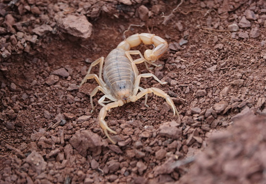 Buthus occitanus 002 Scorpion languedocien DSC00726