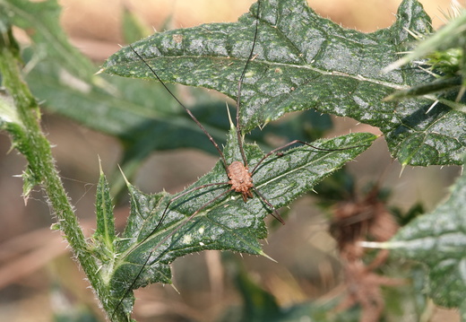 Opilio canestrinii