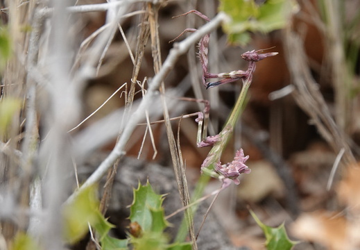 Empusa pennata