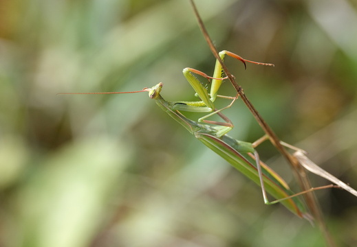 Mantis religiosa