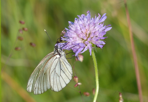 Insectes