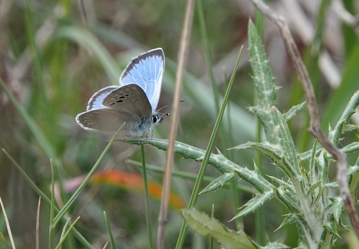 Insectes