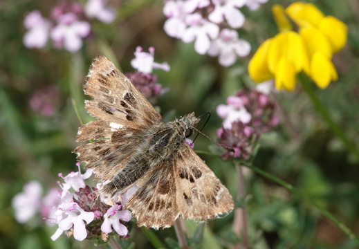 Hesperiidae