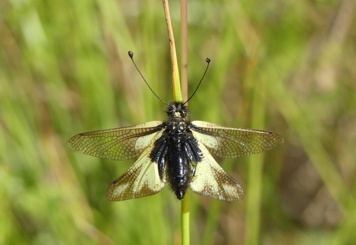 Libelloides coccajus