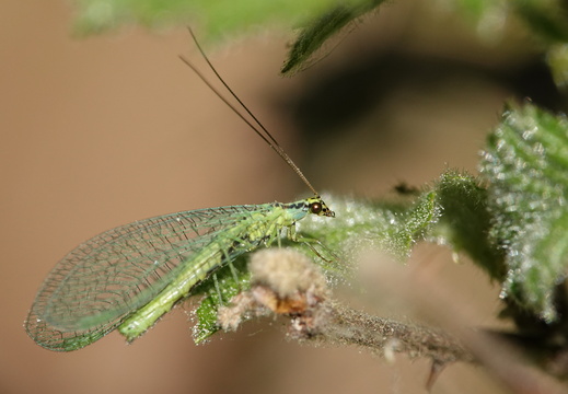 Chrysopa sp.