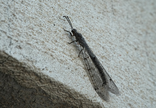 Distoleon tetragrammicus