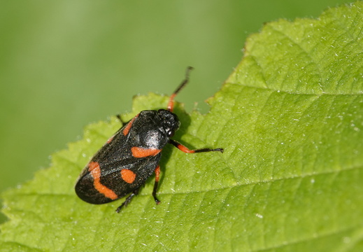 Cercopis intermedia